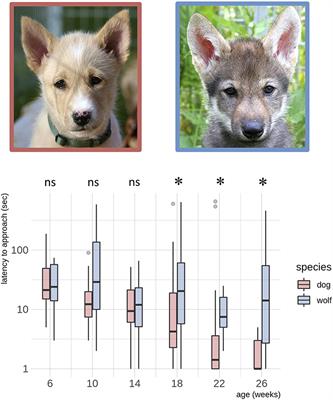 Dogs, but Not Wolves, Lose Their Sensitivity Toward Novelty With Age